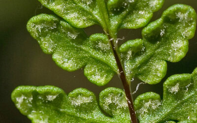 Cheilanthes acrostica