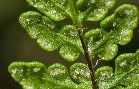 Cheilanthes acrostica