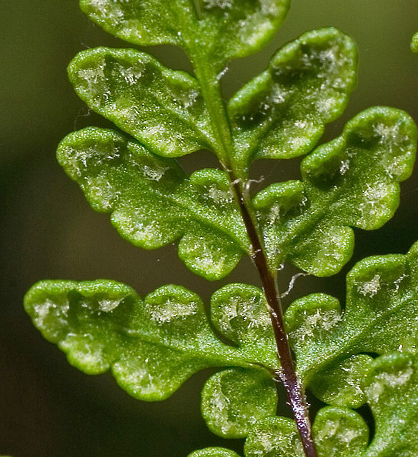 Cheilanthes acrostica