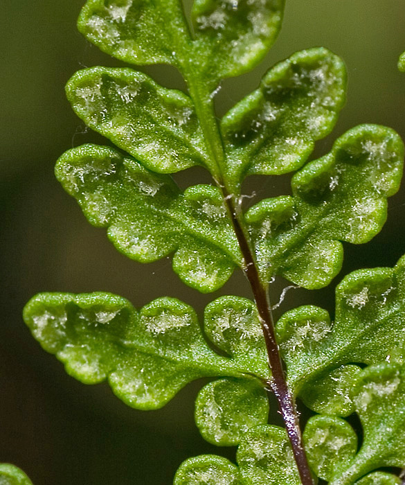 Cheilanthes acrostica