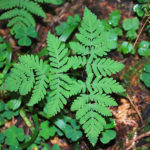 Gymnocarpium dryopteris