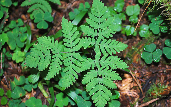 Gymnocarpium dryopteris