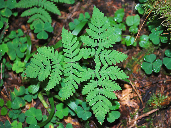 Gymnocarpium dryopteris