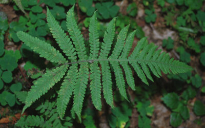 Phegopteris connectilis