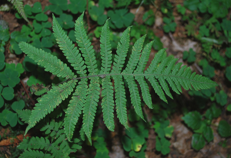 Phegopteris connectilis