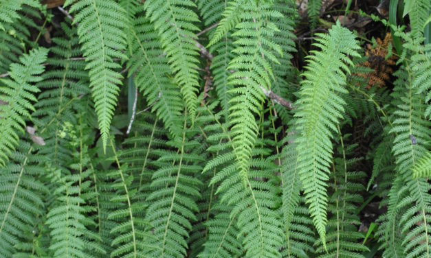 Parathelypteris beddomei