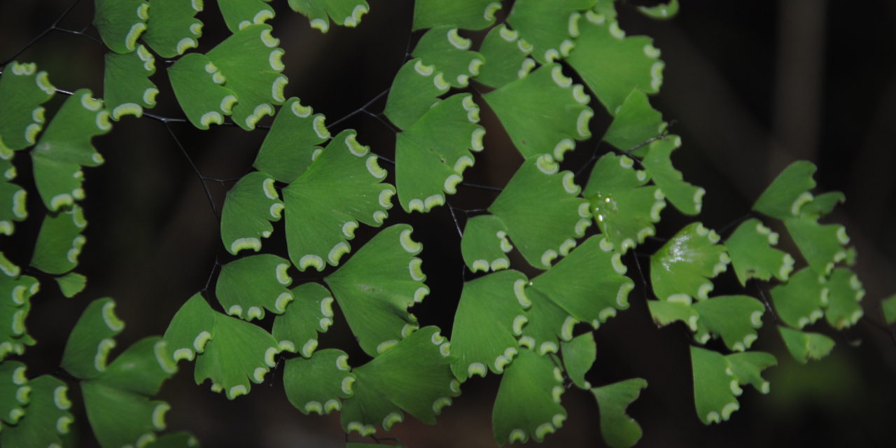 Adiantum andicola