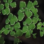 Adiantum andicola