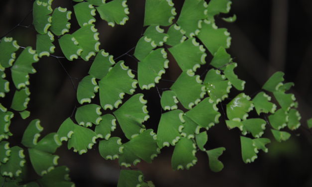 Adiantum andicola