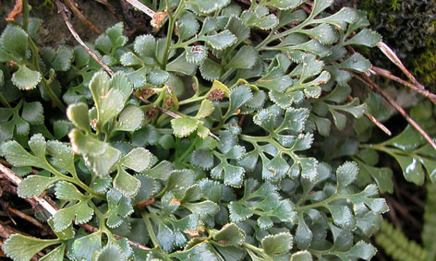 Asplenium ruta-muraria