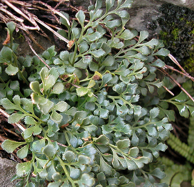 Asplenium ruta-muraria