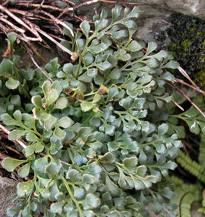 Asplenium ruta-muraria