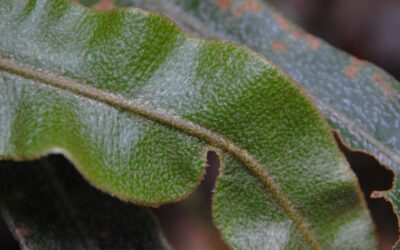 Elaphoglossum paleaceum