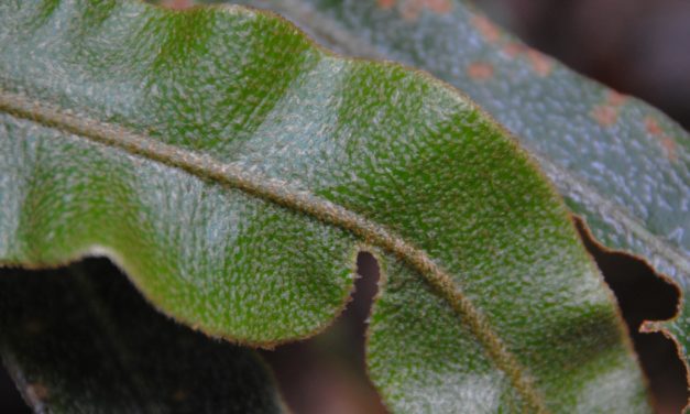 Elaphoglossum paleaceum