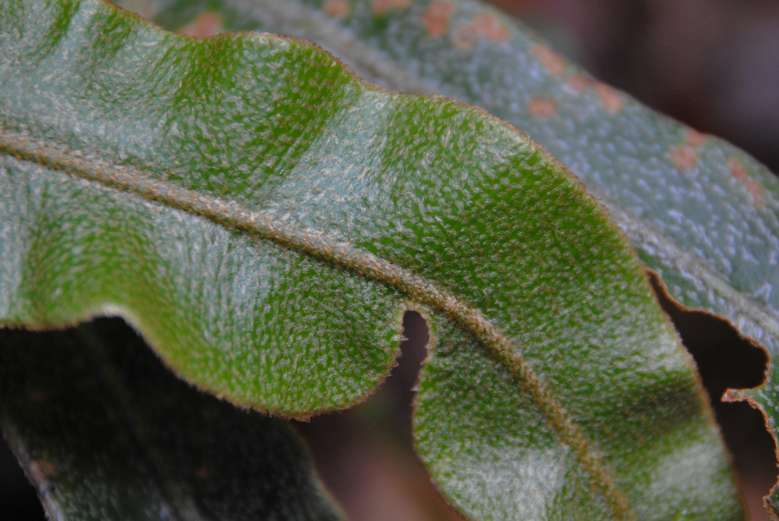 Elaphoglossum paleaceum