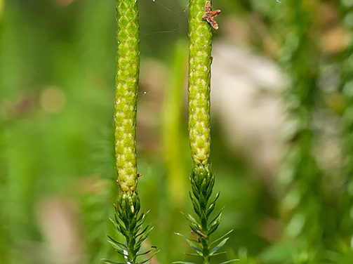 Spinulum annotinum