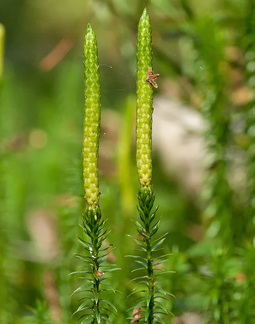 Spinulum annotinum