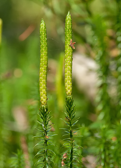 Spinulum annotinum