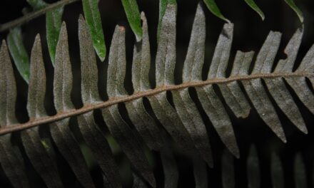 Pleopeltis macrolepis