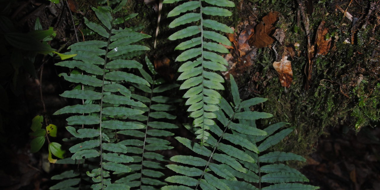 Polypodium ursipes