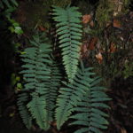 Polypodium ursipes