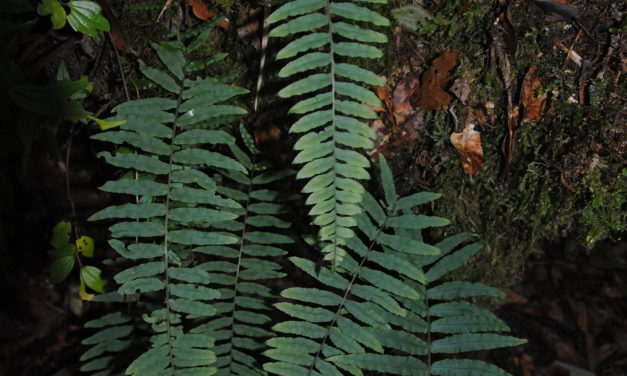 Polypodium ursipes