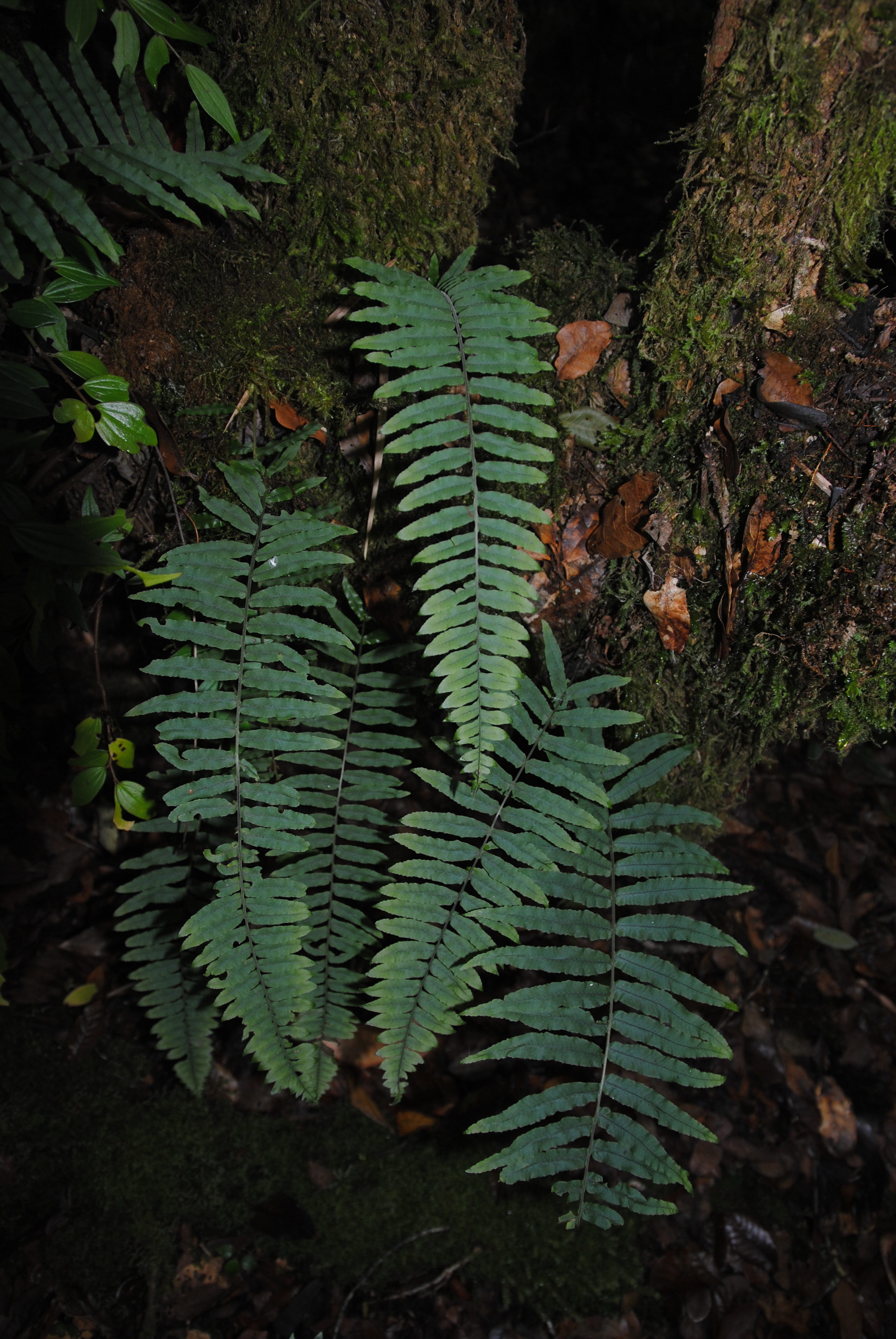 Polypodium ursipes