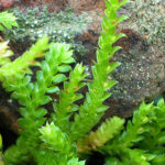 Selaginella denticulata