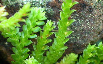 Selaginella denticulata