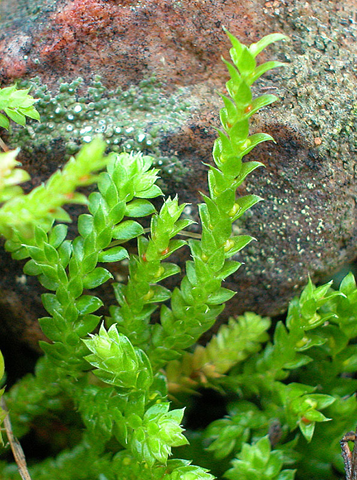 Selaginella denticulata