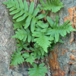 Polypodium cambricum