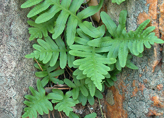 Polypodium cambricum