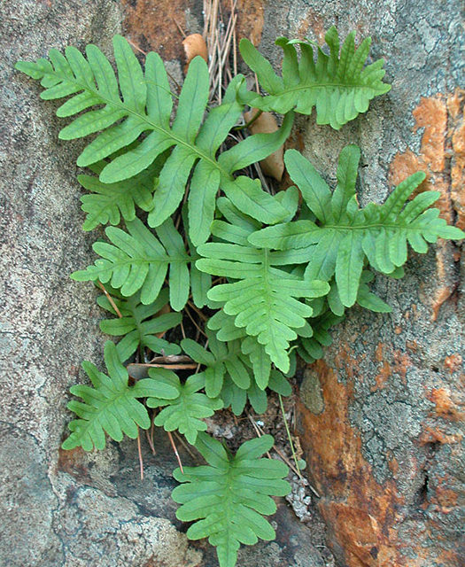 Polypodium cambricum