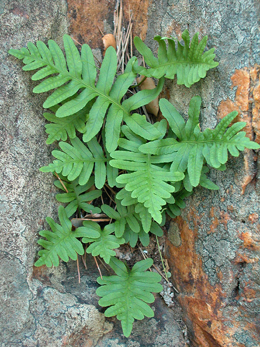 Polypodium cambricum