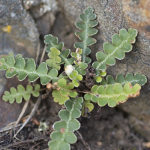 Asplenium ceterach