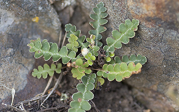 Asplenium ceterach