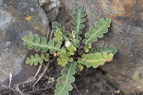 Asplenium ceterach