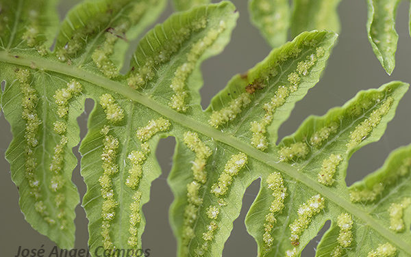 Thelypteris palustris