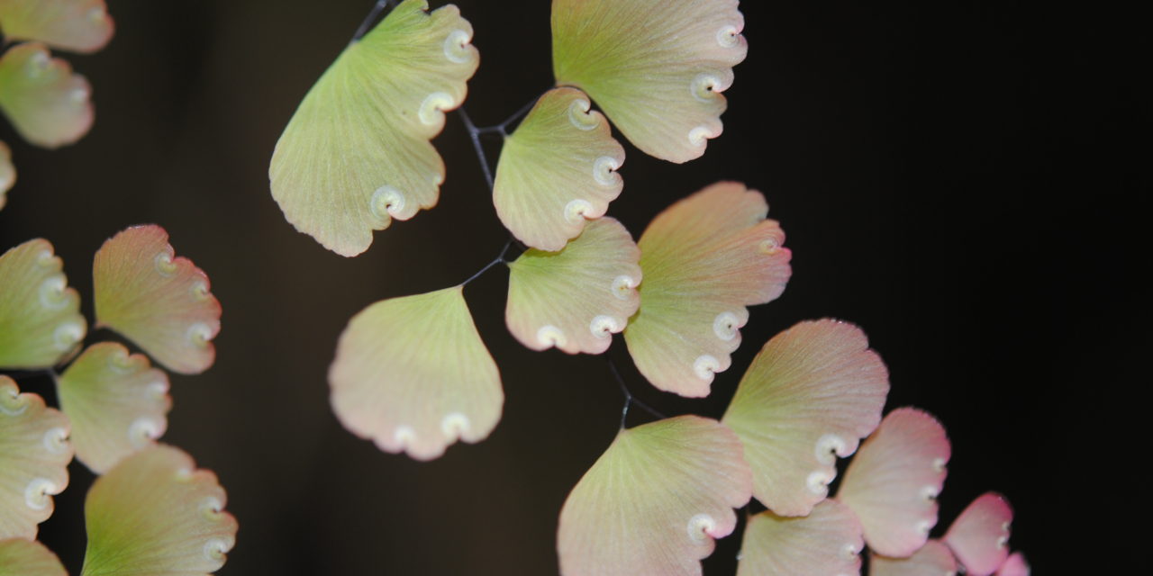 Adiantum subvolubile