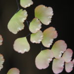 Adiantum subvolubile