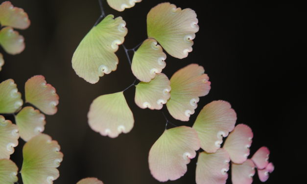 Adiantum subvolubile