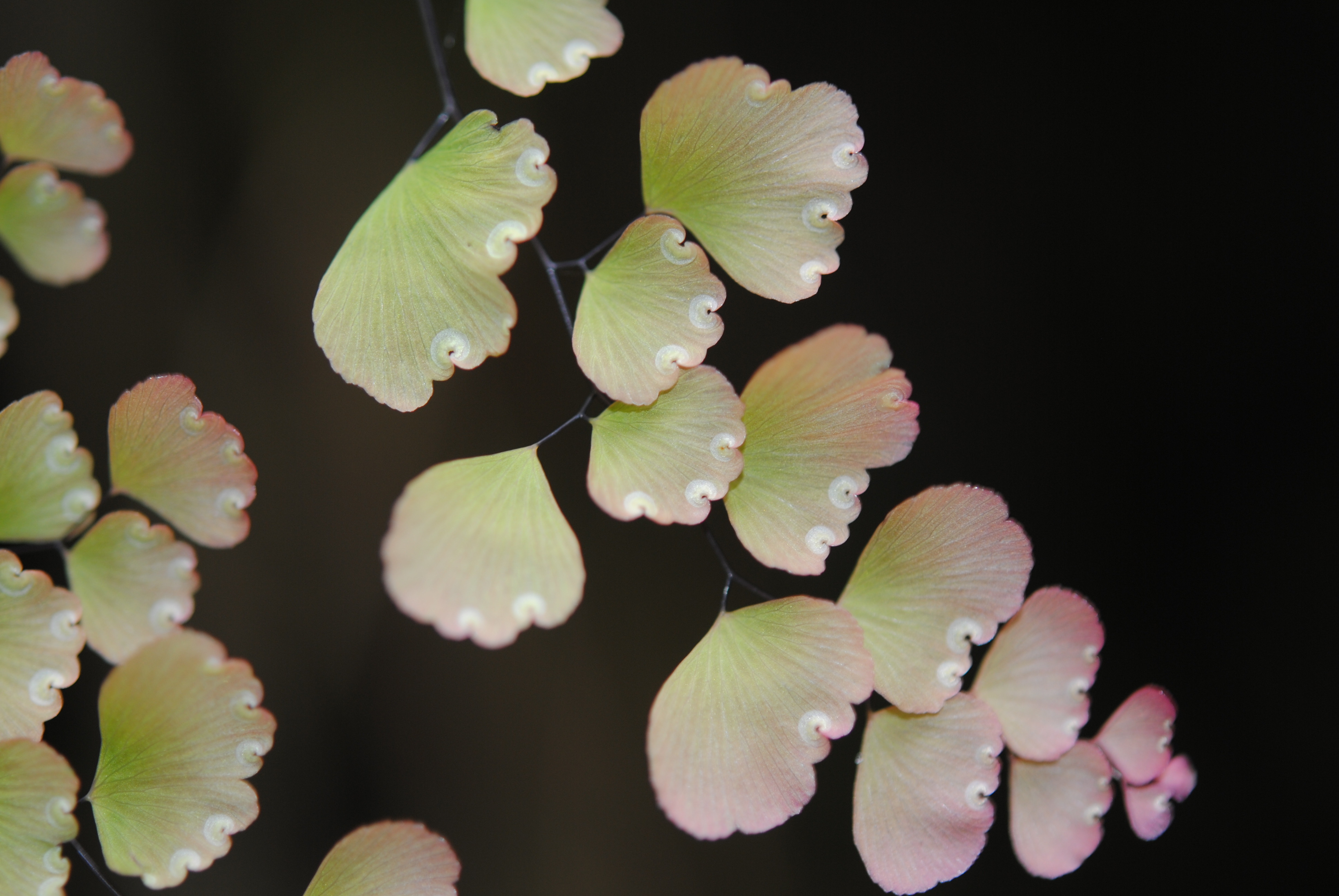 Adiantum subvolubile