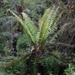 Dryopteris wallichiana