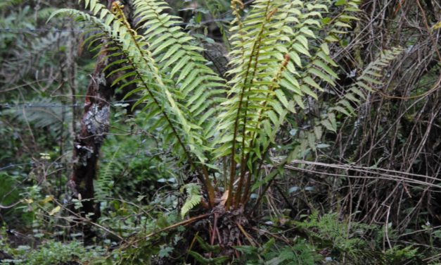 Dryopteris wallichiana