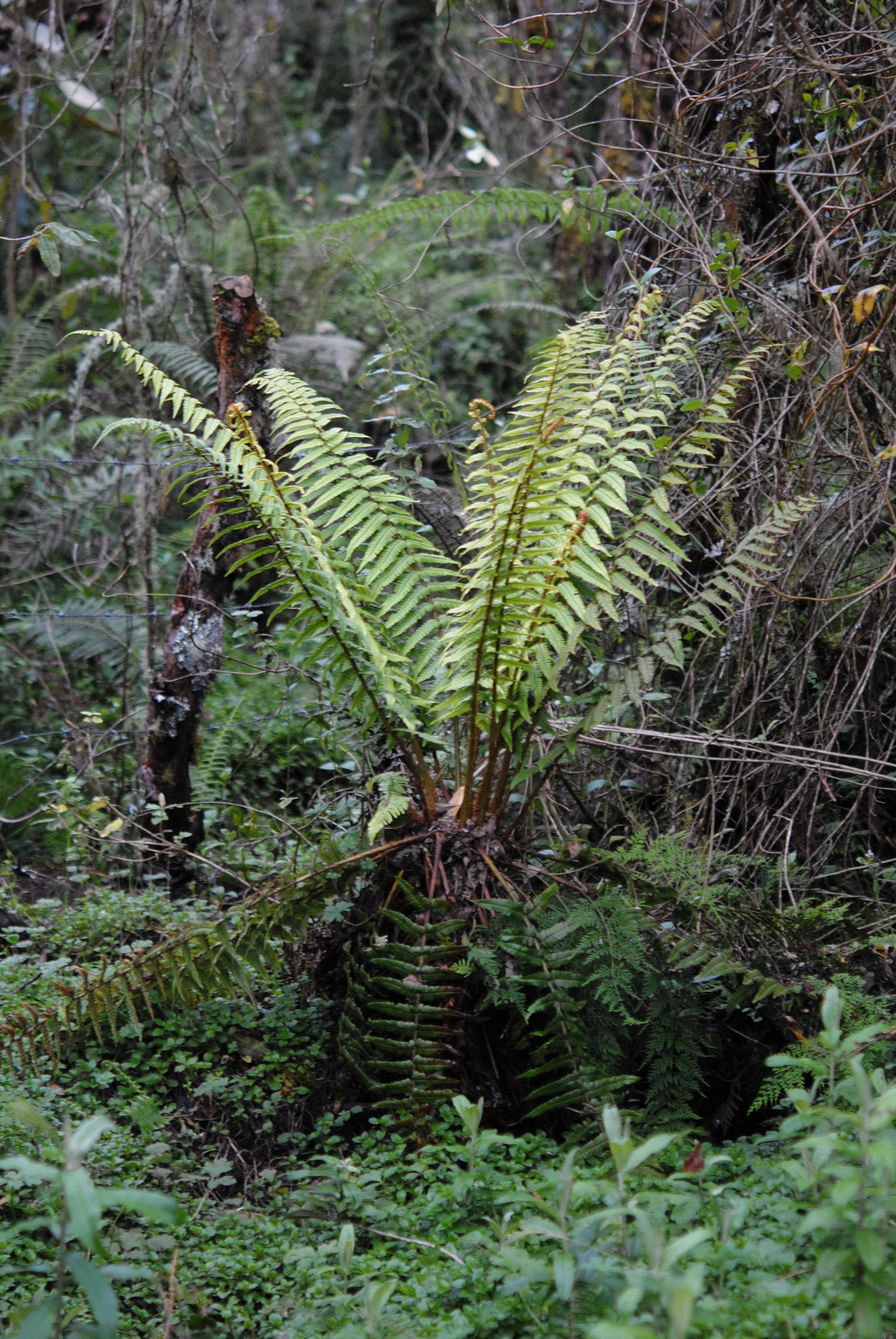 Dryopteris wallichiana