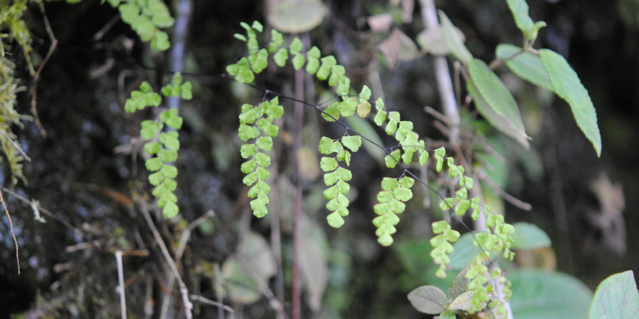 Adiantum subvolubile