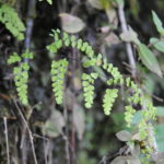 Adiantum subvolubile