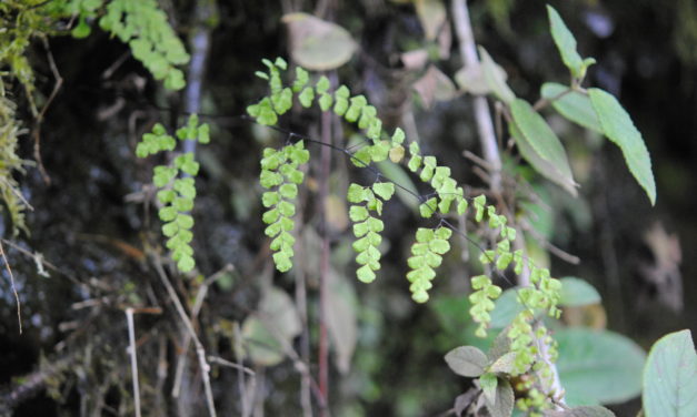 Adiantum subvolubile