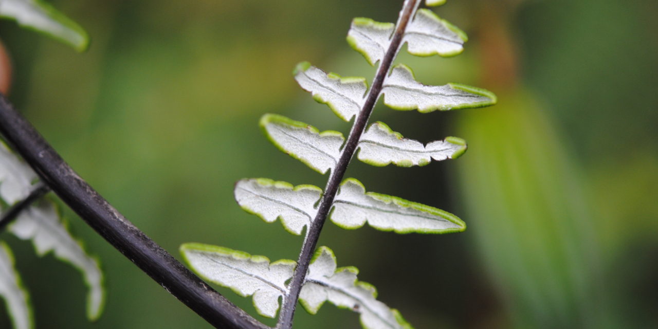 Pityrogramma ebenea