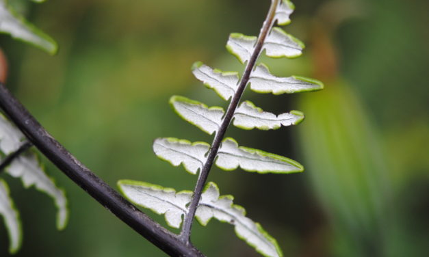 Pityrogramma ebenea